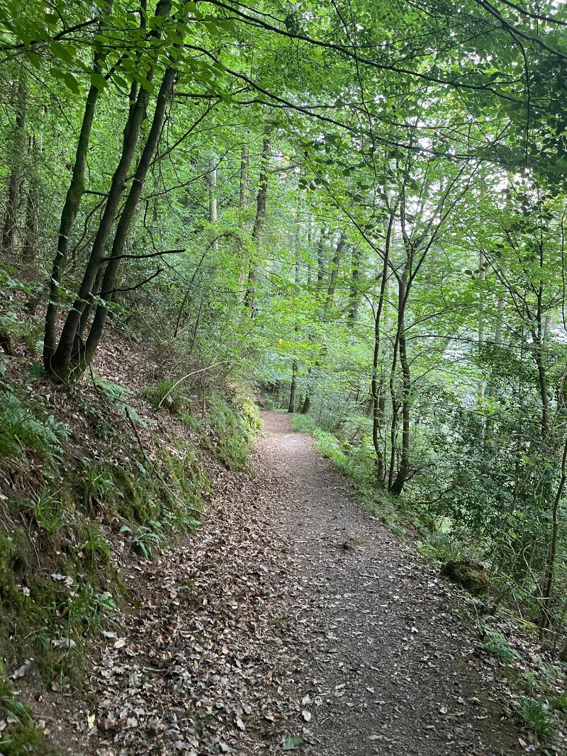 woodland walks in north devon
